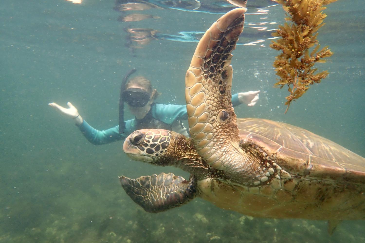 一名<a href='http://itsn.ngskmc-eis.net'>博彩网址大全</a>学生在Galápagos群岛游学途中与一只巨龟游泳.